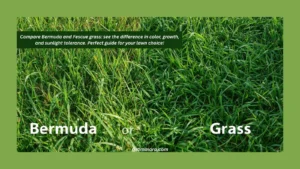 Bermuda or Fescue Grass