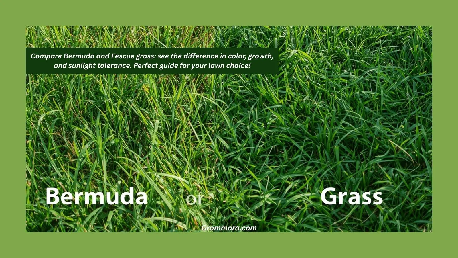 Bermuda or Fescue Grass