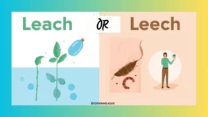 leach or leech