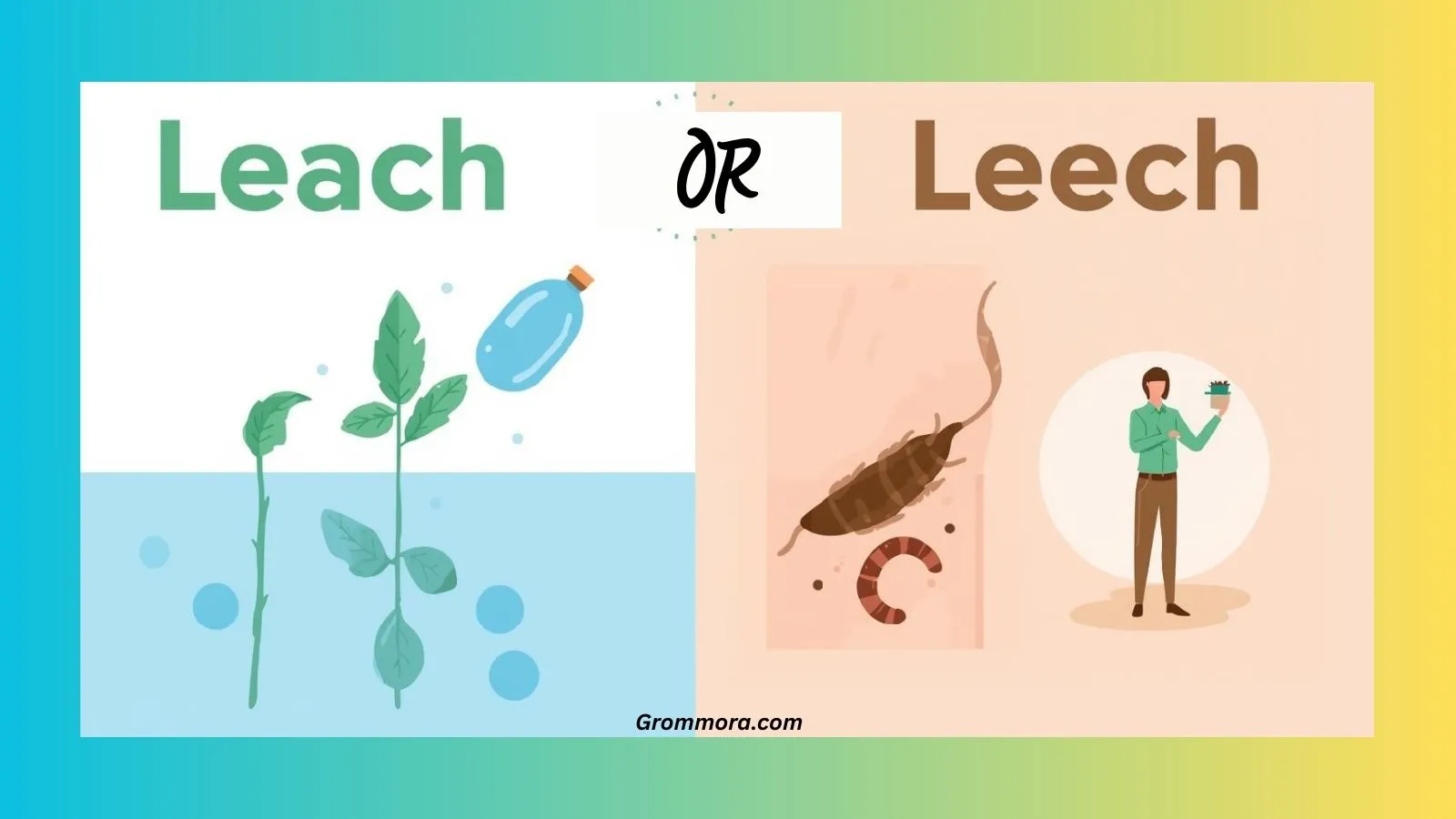 leach or leech