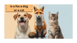 is-a-fox-a-dog-or-a-cat