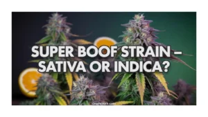 super-boof-strain-sativa-or-indica
