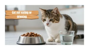 cat-not-eating-or-drinking